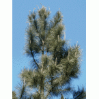  Pinus Elliottii 